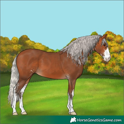 Horse Color:Silver Bay Sabino