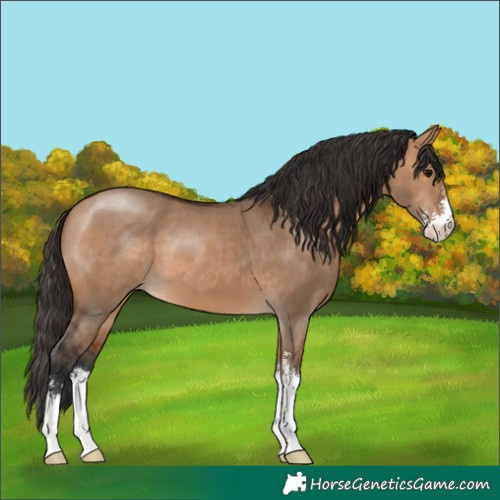 Horse Color:Bay Dun Sabino