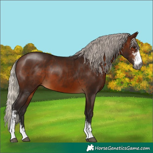 Horse Color:Gray Silver Bay Sabino 