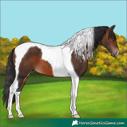 Horse Color:Brown Tobiano 