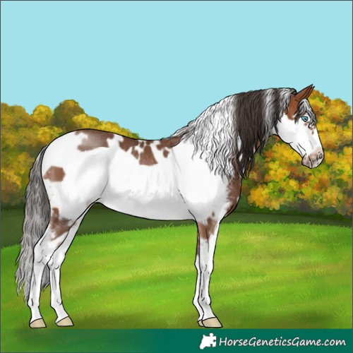 Horse Color:White Spotted Bay Sabino Frame Rabicano 