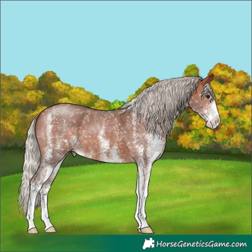 Horse Color:White Spotted Silver Brown