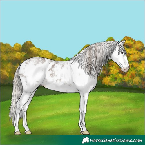 Horse Color:White Spotted Silver Black Sabino