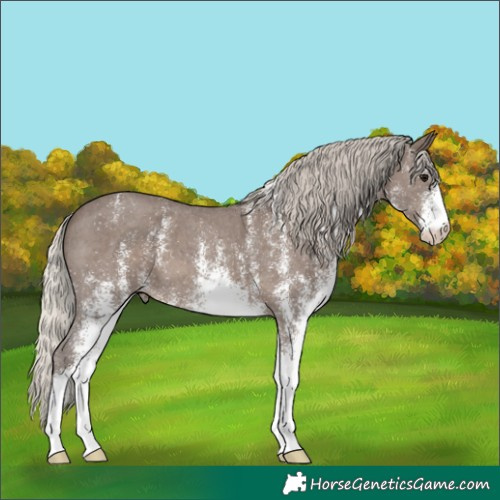 Horse Color:White Spotted Silver Black 