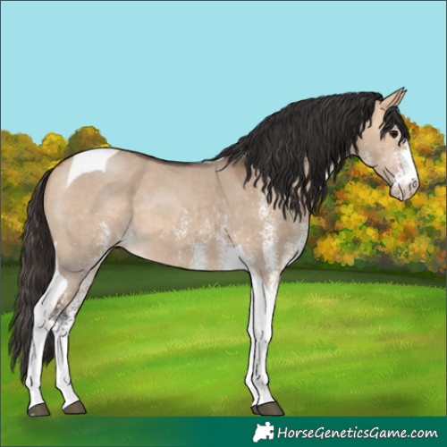 Horse Color:White Spotted Bay Dun Tobiano