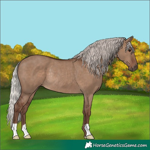 Horse Color:Silver Grullo Rabicano