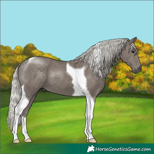Horse Color:Silver Smoky Black Tobiano