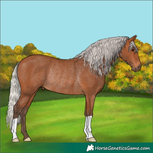 Horse Color:Silver Bay Rabicano