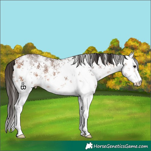 Horse Color:White Spotted Bay Sabino