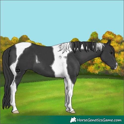 Horse Color:Black Tobiano