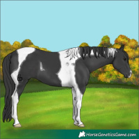Horse Color:Black Tobiano