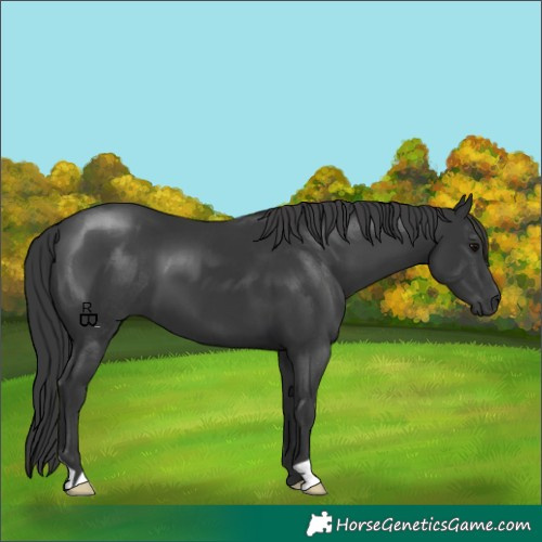 Horse Color:Black 