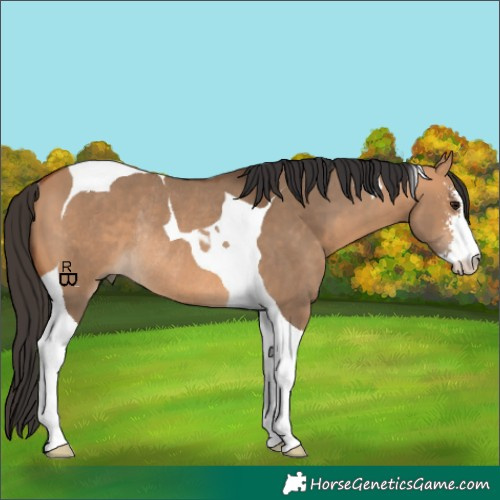 Horse Color:Bay Dun Sabino Tobiano Rabicano