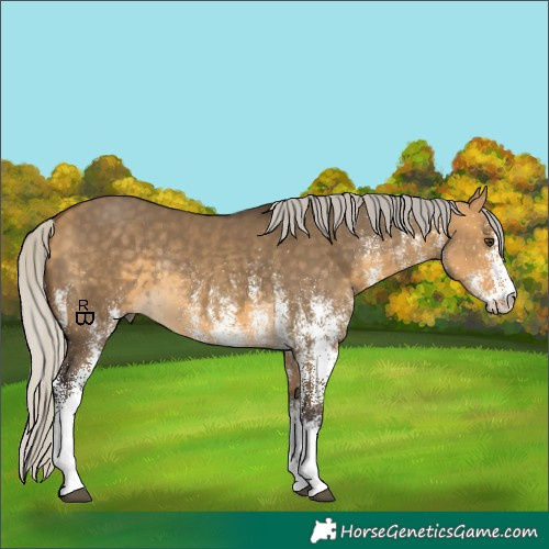 Horse Color:White Spotted Silver Buckskin Dun Rabicano 