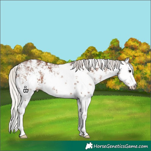 Horse Color:White Spotted Silver Black Sabino