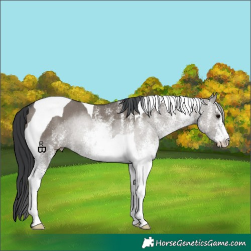 Horse Color:White Spotted Grullo Tobiano Rabicano