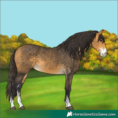 Horse Color:Buckskin Sabino