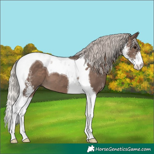 Horse Color:Silver Black Sabino Tobiano 