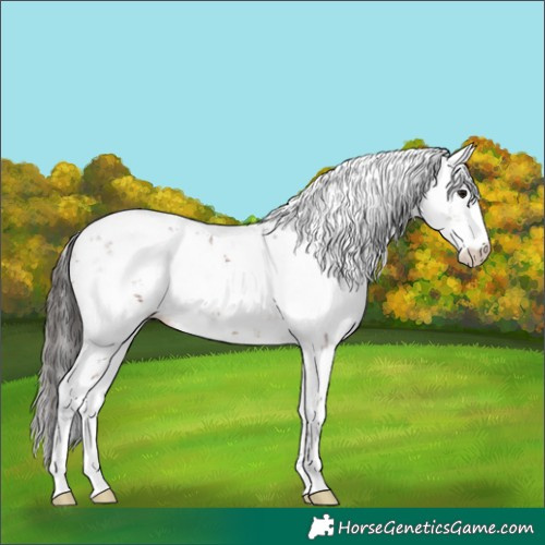 Horse Color:Bay Sabino 