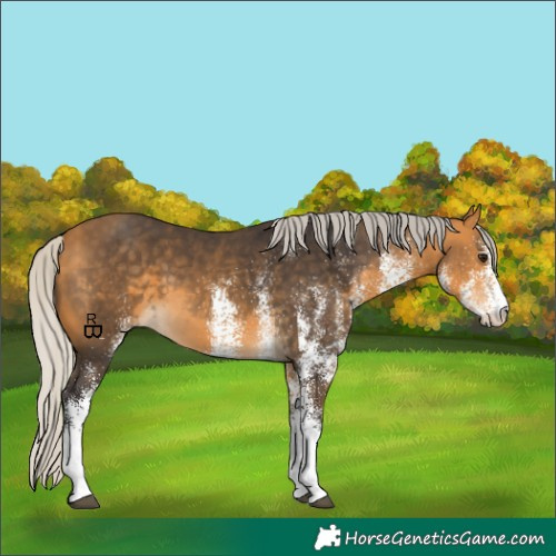 Horse Color:White Spotted Silver Buckskin