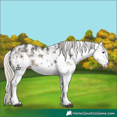 Horse Color:White Spotted Silver Smoky Black Sabino 