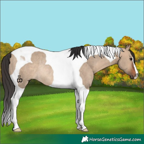 Horse Color:Brown Dun Tobiano Rabicano