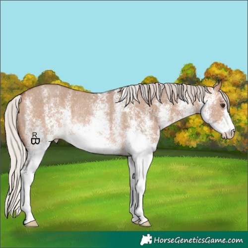 Horse Color:White Spotted Silver Brown Dun Rabicano