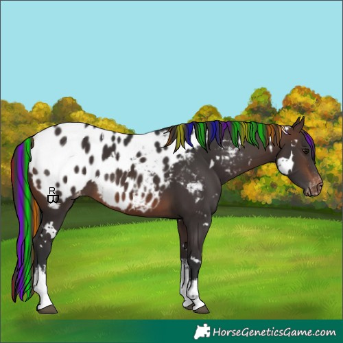 Horse Color:Painted White Spotted Brown Appaloosa