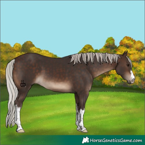 Horse Color:White Spotted Silver Brown