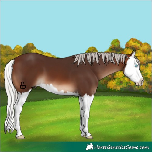 Horse Color:White Spotted Silver Brown Splash 