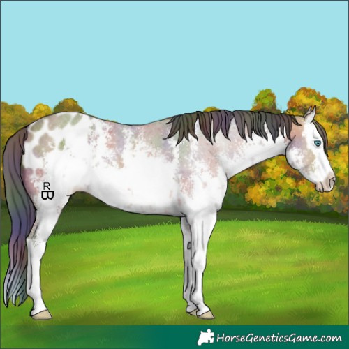 Horse Color:Nacre White Spotted Bay Sabino Splash Appaloosa 