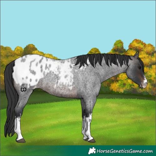 Horse Color:White Spotted Brown Roan Appaloosa 