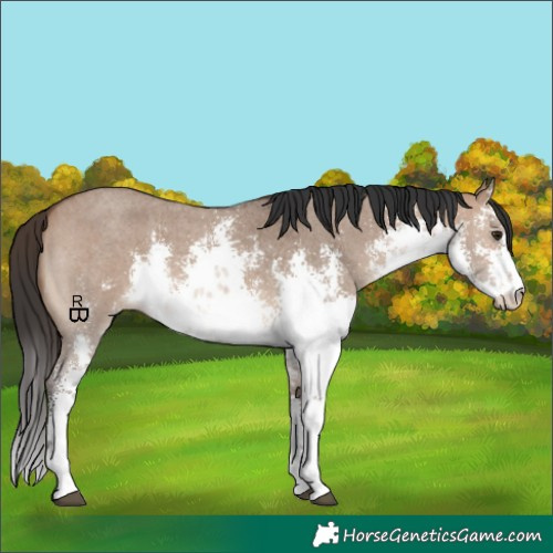Horse Color:White Spotted Brown Dun Sabino 