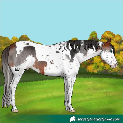 Horse Color:Bay Splash Tobiano 