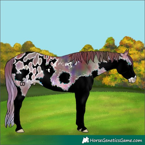 Horse Color:Nacre Bay Splash Appaloosa