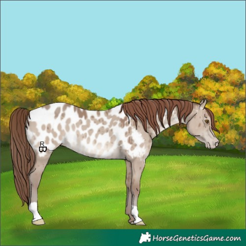 Horse Color:Classic Champagne Dun Appaloosa Brindle 