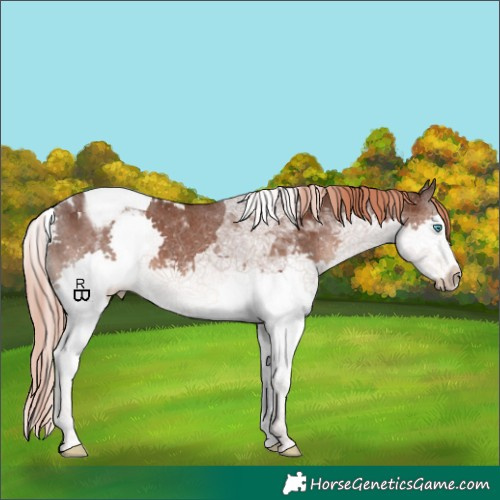 Horse Color:Liver Chestnut Splash Tobiano