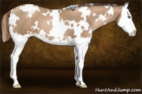 Horse Color:White Spotted Liver Chestnut Pearl Splash 