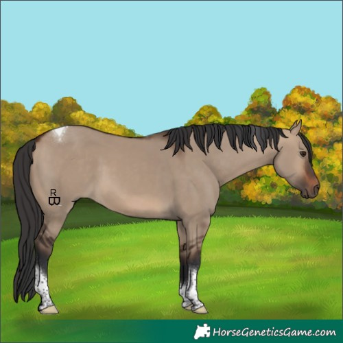Horse Color:Brown Dun Tobiano