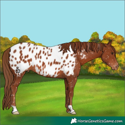 Horse Color:Chestnut Appaloosa