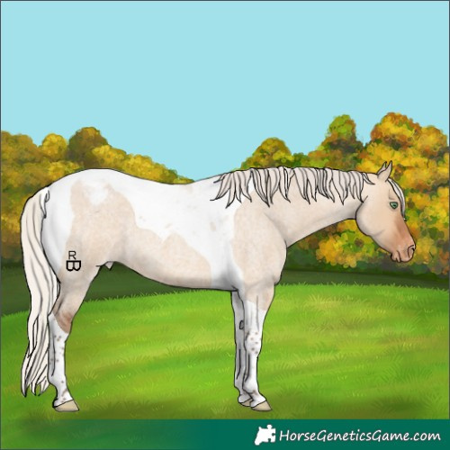 Horse Color:Silver Bay Roan Dun Tobiano Appaloosa