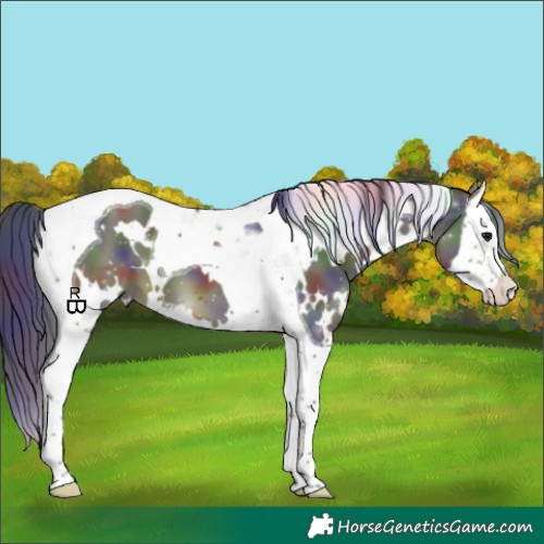 Horse Color:Nacre White Spotted Bay Splash Tobiano 