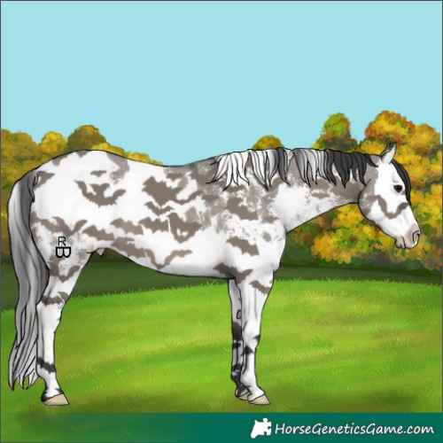 Horse Color:White Spotted Grullo Sabino Splash 