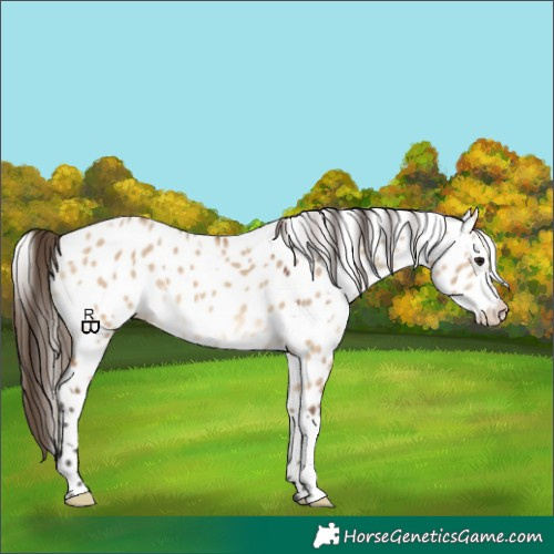 Horse Color:White Spotted Bay Dun Appaloosa