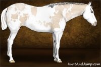 Horse Color:White Spotted Silver Buckskin Pearl Splash 