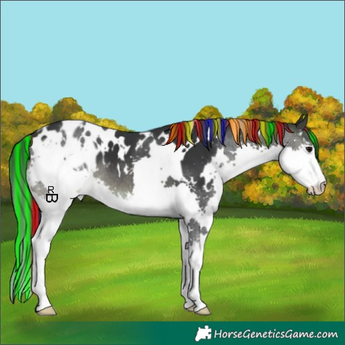Horse Color:Painted White Spotted Brown Splash Appaloosa 