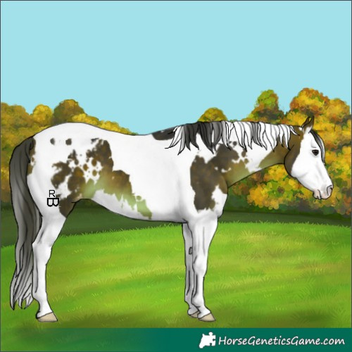 Horse Color:White Spotted Brown Splash Tobiano Appaloosa 