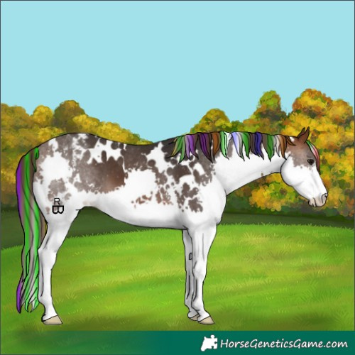 Horse Color:Painted White Spotted Brown Sabino Splash Appaloosa