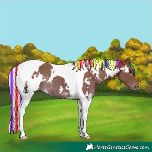 Horse Color:Painted White Spotted Silver Black Tobiano Appaloosa