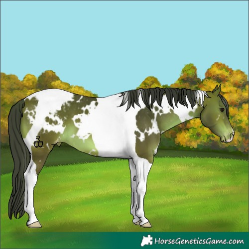 Horse Color:White Spotted Bay Tobiano Appaloosa